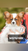 Photo №2 to announcement № 43378 for the sale of papillon dog - buy in Belarus private announcement