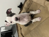 Photo №4. I will sell american staffordshire terrier in the city of Колюшки. private announcement - price - 300$