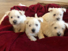 Photo №1. non-pedigree dogs - for sale in the city of Novosibirsk | negotiated | Announcement № 9993