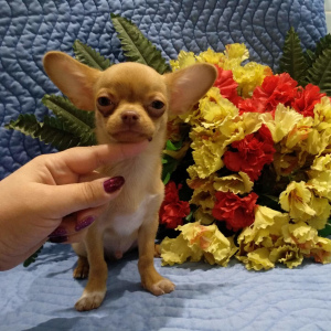 Photo №2 to announcement № 5885 for the sale of chihuahua - buy in Ukraine from nursery