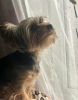 Photo №2. Mating service yorkshire terrier. Price - 80$