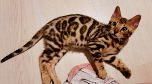 Photo №4. I will sell bengal cat in the city of Orenburg. from nursery - price - negotiated