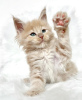 Photo №1. maine coon - for sale in the city of Berlin | 317$ | Announcement № 103767