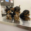 Additional photos: Yorkshire terrier puppy