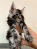 Photo №3. The Maine Coon cattery offers a purebred kitten.. Russian Federation