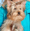 Photo №2 to announcement № 26417 for the sale of yorkshire terrier - buy in Germany private announcement