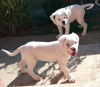 Additional photos: American bulldog