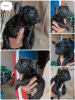 Photo №1. french bulldog - for sale in the city of Zrenjanin | negotiated | Announcement № 100247