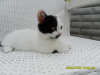 Photo №4. I will sell munchkin in the city of Москва. breeder - price - 345$