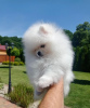 Additional photos: pomeranian