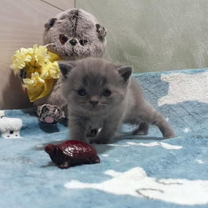 Photo №1. british shorthair - for sale in the city of St. Petersburg | 238$ | Announcement № 5019