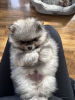 Photo №4. I will sell pomeranian in the city of Штутгарт. private announcement - price - 380$