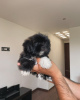 Photo №1. shih tzu - for sale in the city of Cambridge | 200$ | Announcement № 124281