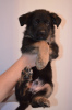 Additional photos: German shepherd puppies