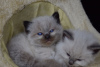 Additional photos: Healthy Ragdoll Kittens for Sale with home delivery services available