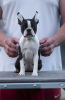 Additional photos: Boston Terrier Beautiful puppies for sale