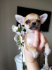 Photo №2 to announcement № 105038 for the sale of chihuahua - buy in Germany 