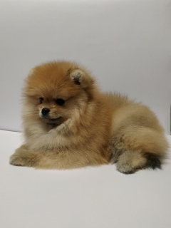 Photo №1. pomeranian - for sale in the city of Poltava | 1000$ | Announcement № 5698