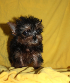 Photo №2 to announcement № 2711 for the sale of yorkshire terrier - buy in Ukraine from nursery, breeder