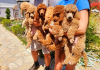 Photo №4. I will sell poodle (royal) in the city of Werbass.  - price - negotiated