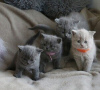 Photo №1. british shorthair - for sale in the city of New York | negotiated | Announcement № 122118