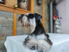 Additional photos: Miniature Schnauzer BEAUTIFUL puppies