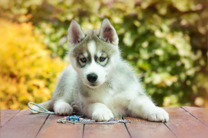 Photo №3. Husky puppy girl. Russian Federation