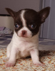 Photo №4. I will sell chihuahua in the city of Москва. from nursery, breeder - price - 735$