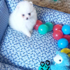 Photo №4. I will sell pomeranian in the city of Штутгарт. private announcement - price - 350$