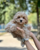 Additional photos: Maltipoo puppies raised in a family home