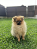 Photo №1. pomeranian - for sale in the city of Prague | 740$ | Announcement № 77863