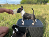 Additional photos: Miniature Bull Terrier FCI