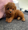 Photo №1. poodle (toy) - for sale in the city of Helsinki | 400$ | Announcement № 51132