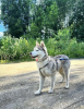 Photo №3. Bree is looking for a home. Russian Federation