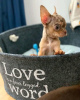 Photo №2 to announcement № 124470 for the sale of chihuahua - buy in United States breeder