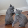 Photo №2 to announcement № 101790 for the sale of british shorthair - buy in Germany private announcement, from nursery