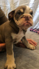 Photo №1. english bulldog - for sale in the city of Bremen | 407$ | Announcement № 107201