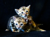 Additional photos: Bengal kittens Bengal, Abyssinian cattery sunnybunny.by
