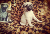 Photo №3. Selling pug puppies with UKF club documents from the Champion of Ukraine. Ukraine