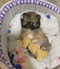 Photo №1. pomeranian - for sale in the city of Nice | Is free | Announcement № 17339