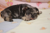 Photo №3. French bulldog girls 1,5 months. Ukraine