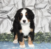 Photo №3. Bernese Mountain Puppies. Cyprus