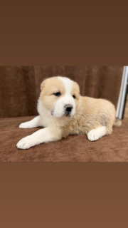 Additional photos: SAO puppies from parents of Champions