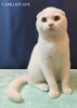 Photo №3. scottish fold kitten-boy fully white. Russian Federation