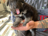 Photo №2 to announcement № 18628 for the sale of german shepherd - buy in Spain 