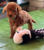 Additional photos: Miniature poodle puppies