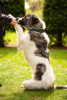 Additional photos: The Caucasian wolfhound is in good hands.