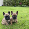 Photo №1. french bulldog - for sale in the city of Bonn | negotiated | Announcement № 99261