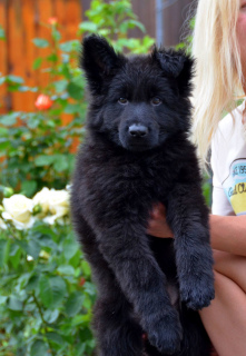 Photo №2 to announcement № 6941 for the sale of  - buy in Ukraine breeder