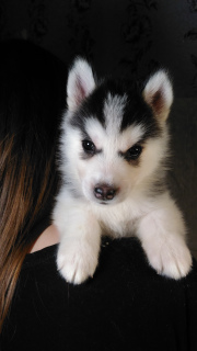 Additional photos: Puppies Siberian Husky. Litter of the letter 